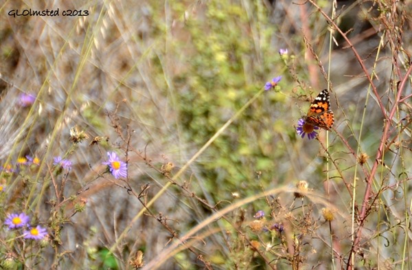 Butterfly on fleabane along Perkinsville Road Arizona