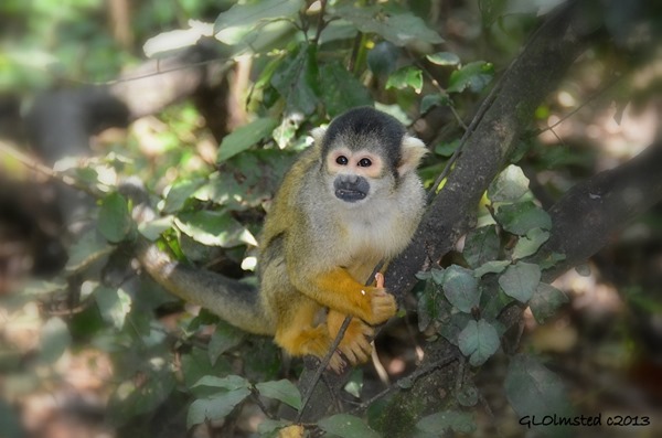 Bolivian Squirrel Monkey at Monkeyland Plattenberg Bay South Africa