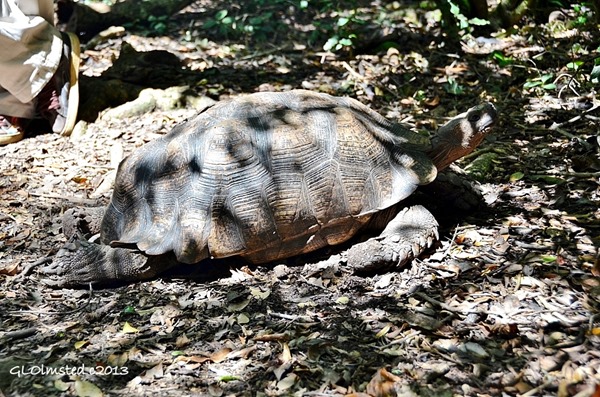 Land tortoise at Monkeyland Plattenberg Bay South Africa