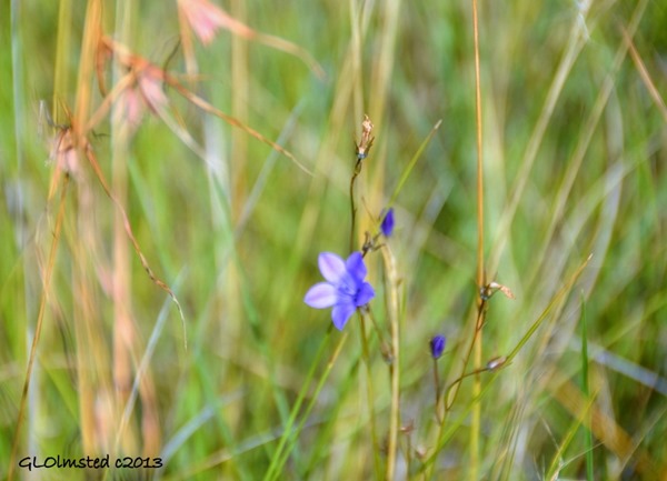 Unidentified blue flower along Echo Ravine trail Golden Gate Highlands National Park South Africa
