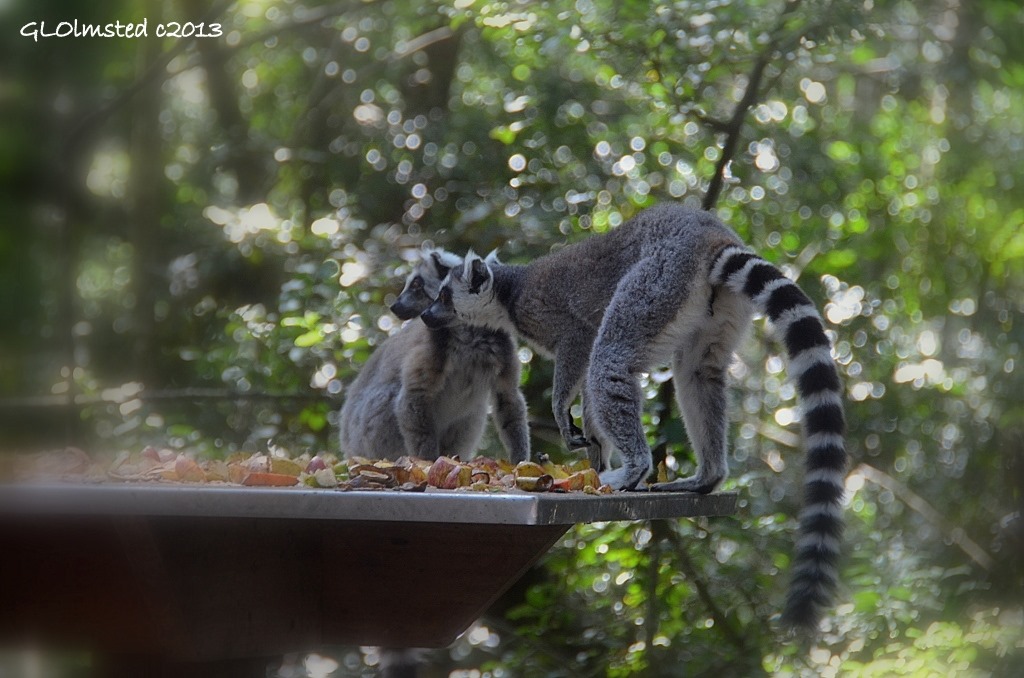 Ring-tailed Lemurs at Monkeyland Plattenberg Bay South Africa