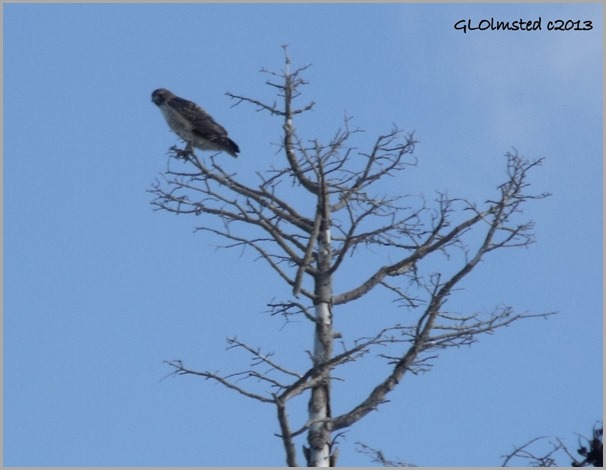 Swainson's Hawk in tree along SR67 Kaibab National Forest Arizona