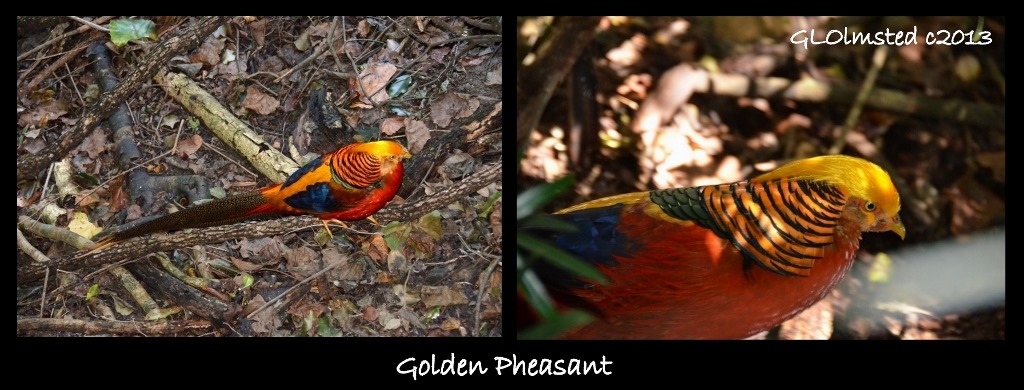 Golden Pheasant Birds of Eden Plattenberg South Africa