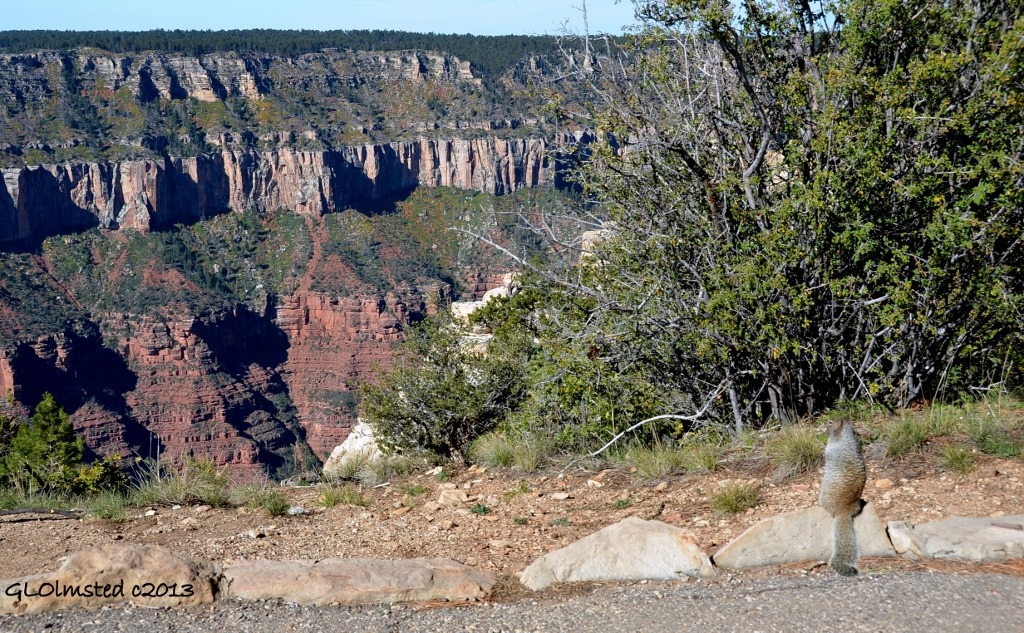 Rock squirrel looking into canyon North Rim Grand Canyon National Park Arizona