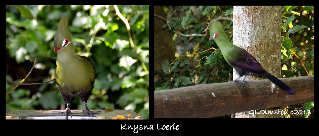 Knysna Loerie Birds of Eden Plattenberg South Africa