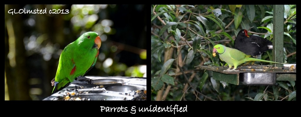 Parrots and unidentified Birds of Eden Plattenberg South Africa