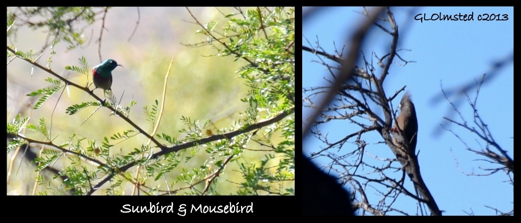 Sunbird & Mousebird along trail Warmwaterberg Spa Barrydale South Africa