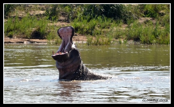 Hippopotamus yawning Kruger National Park South Africa