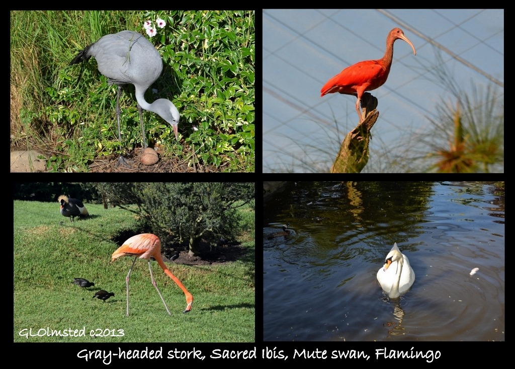 Gray-headed stork, Sacred ibis, Mute swan, Flamingo Birds of Eden Plattenberg South Africa