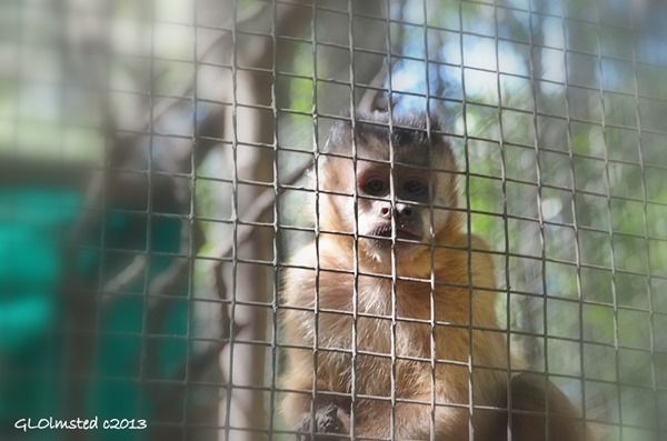 Capuchin at Monkeyland Plattenberg Bay South Africa