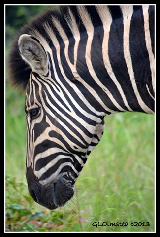 Zebra Kruger National Park South Africa