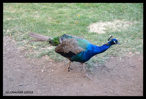 Peacock at Warmwaterberg Spa Barrydale South Africa