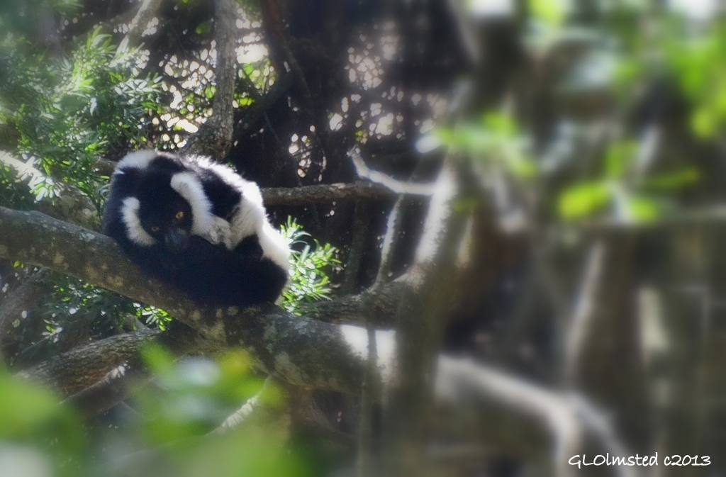 Ruffed Lemur at Monkeyland Plattenberg Bay South Africa