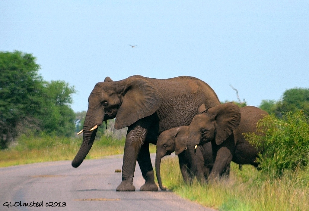 Three generations of elephants Kruger National Park South Africa