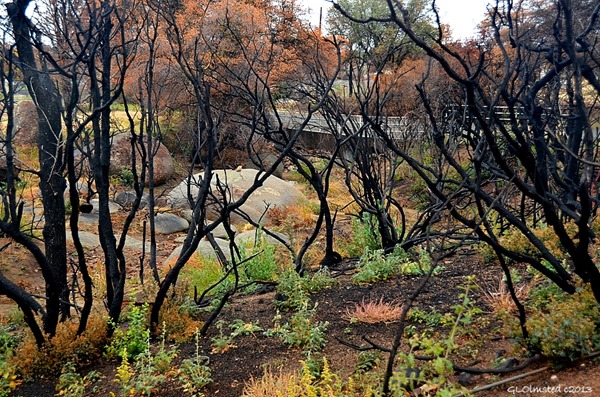 Burnt trees Yarnell Arizona