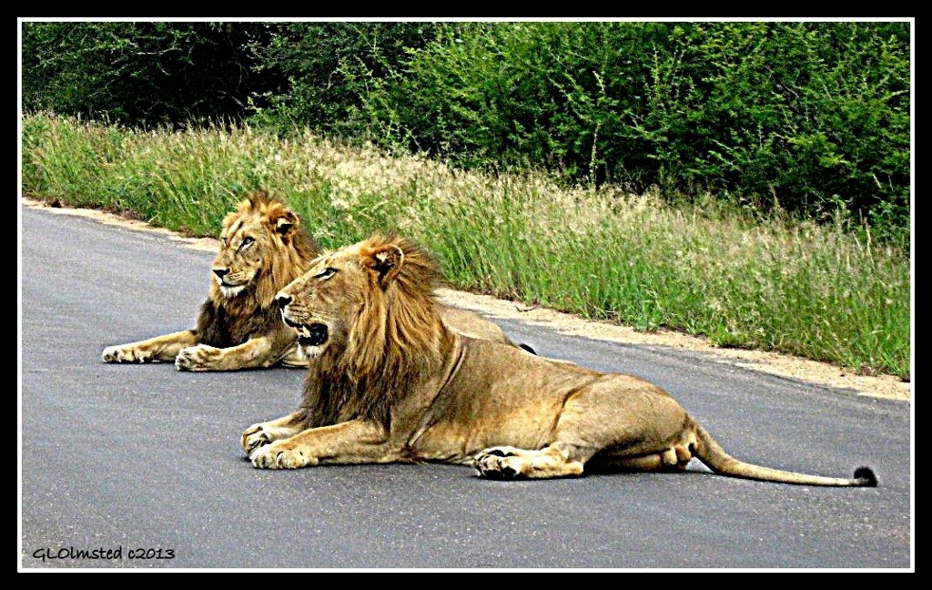 African lions Kruger National Park South Africa