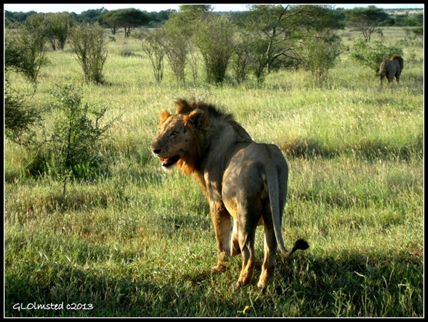 Lion Night ride Kruger National Park Mpumalanga South Africa