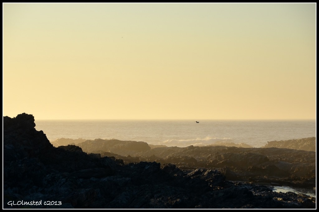 Sunrise over waves with bird at Tsitsikamma National Park Storms River Mouth South Africa
