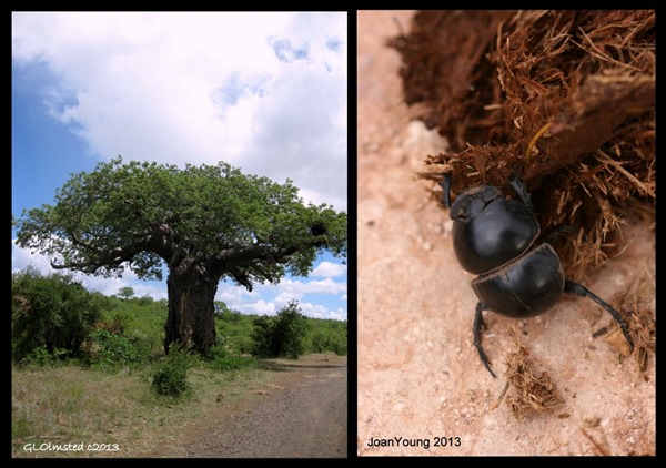 Baobab & beetle diversity South Africa