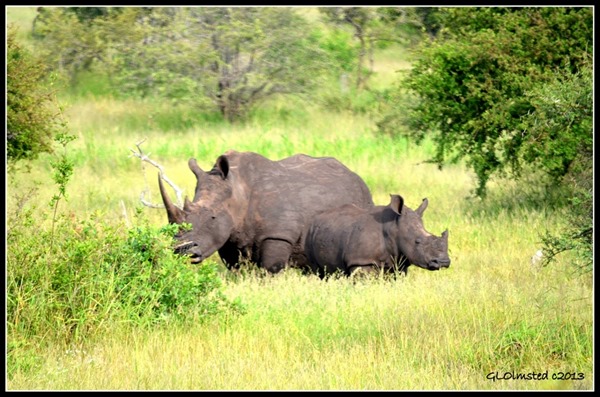 Rhinos Kruger National Park South Africa