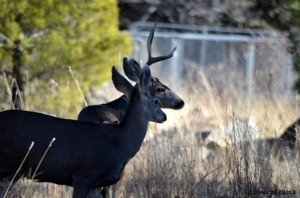 Mule deer Yarnell Arizona