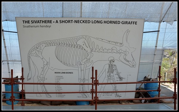 Sivathere and human illustration at excavation site Fossil Park Langebaan South Africa