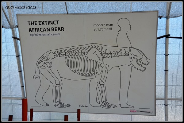 African Bear and human illustration by excavation site Fossil Park Langebaan South Africa