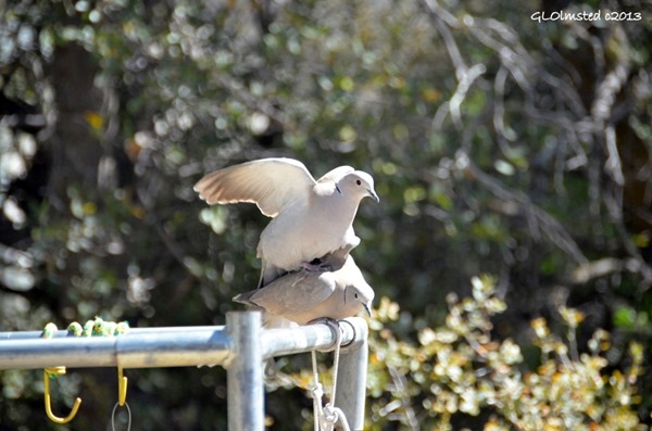 Mating doves Yarnell Arizona