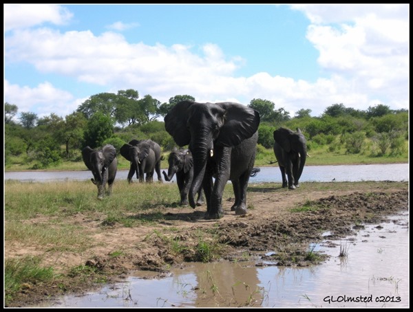 Elephants Kruger NP Mpumalanga South Africa