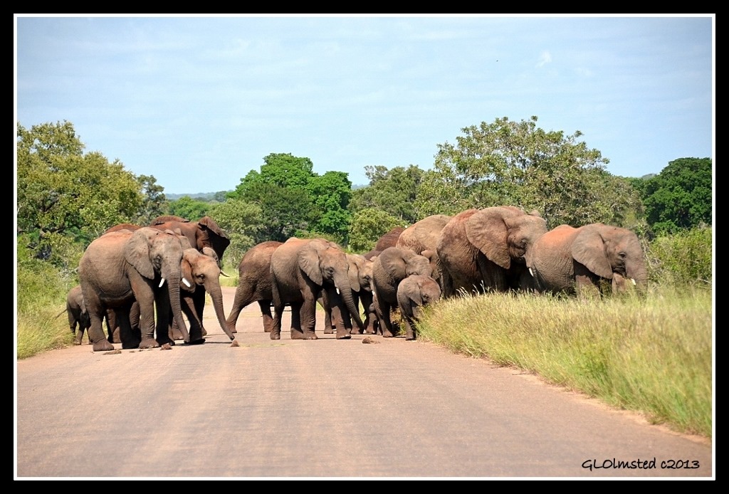 Elephants Kruger National Park South Africa