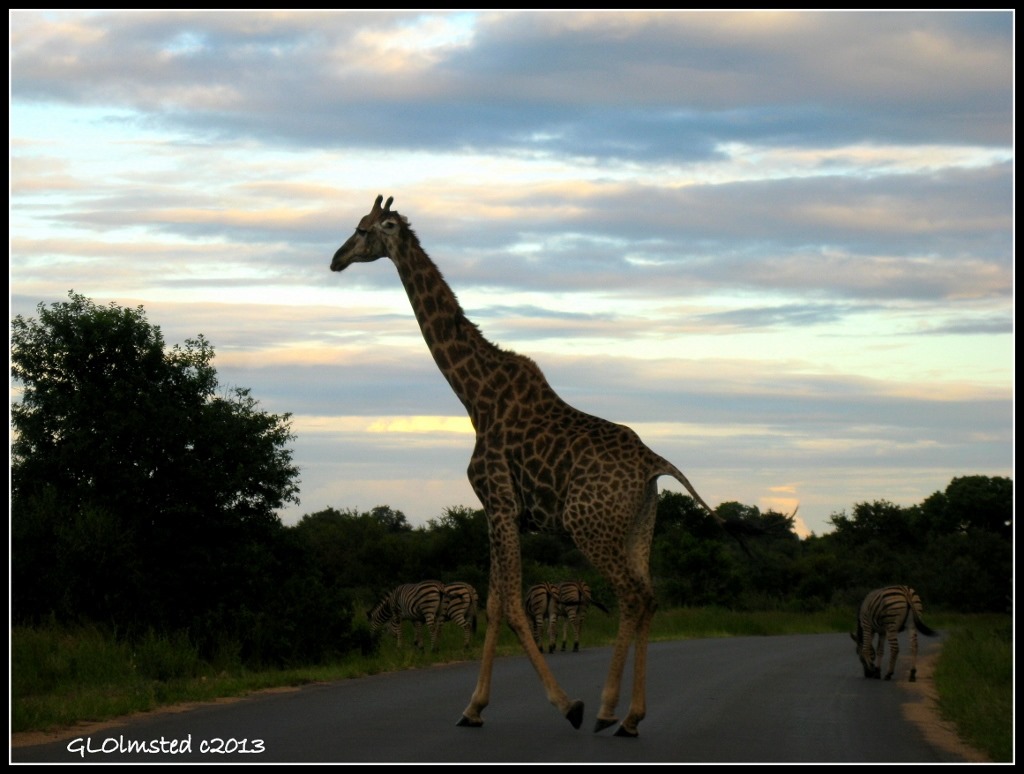 Giraffe & Zebras sunset Kruger National Park Mpumalanga South Africa