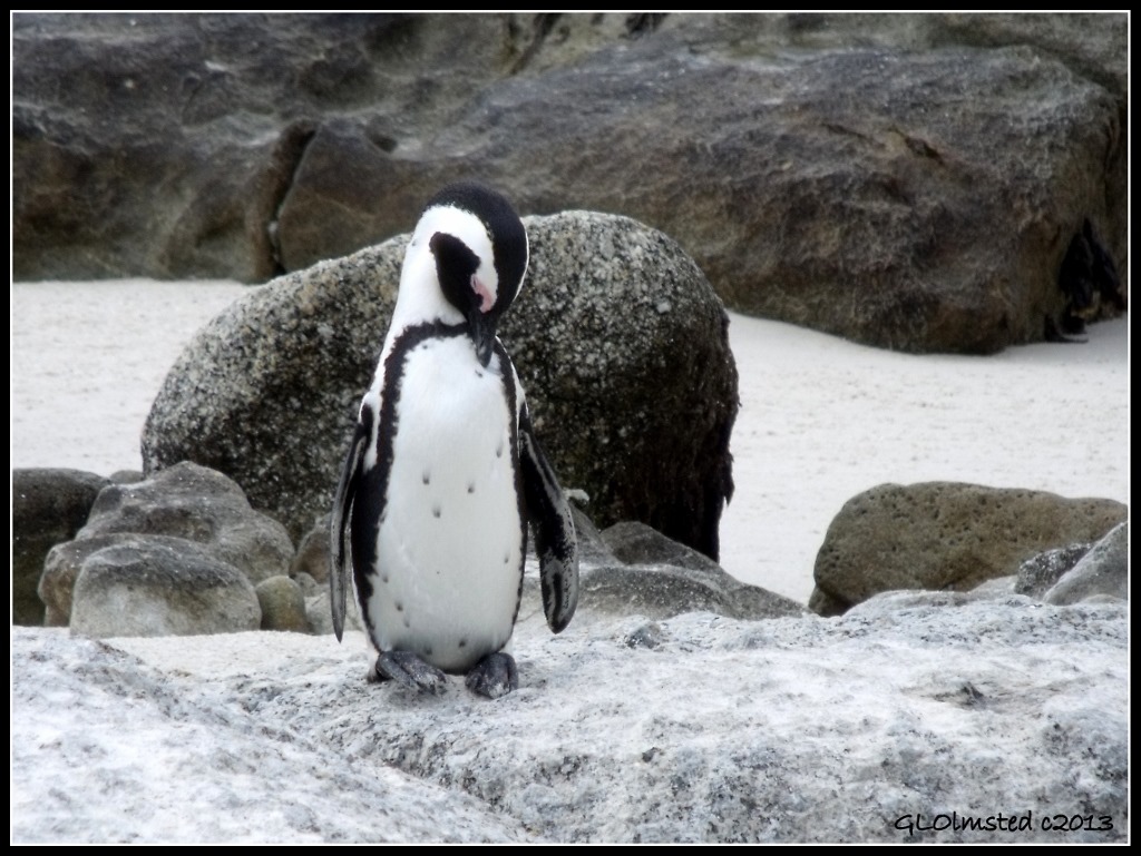 African Penguin Boulders Table Mountain National Park Simon's Town Cape Peninsula South Africa