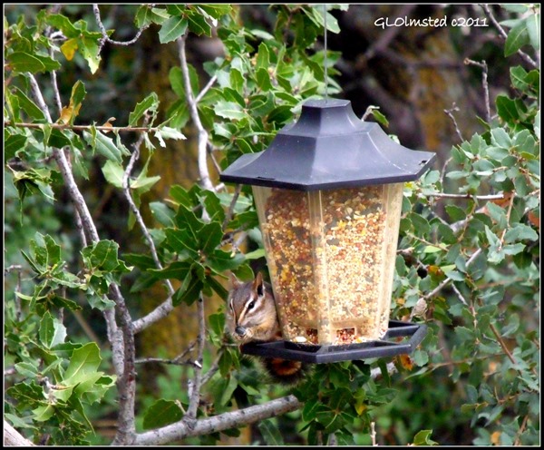 Chipmunk on bird feeder Yarnell Arizona