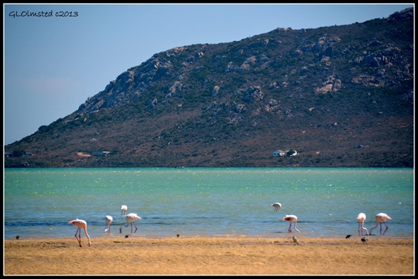 Flamingos along Saldanha Bay West Coast National Park Langebaan South Africa
