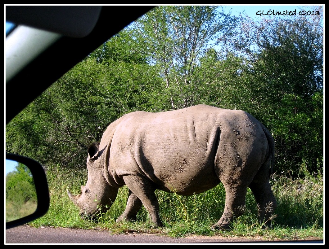 Rhino Kruger National Park Mpumalanga South Africa