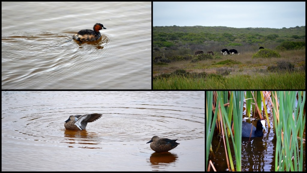 Bird collage West Coast National Park South Africa
