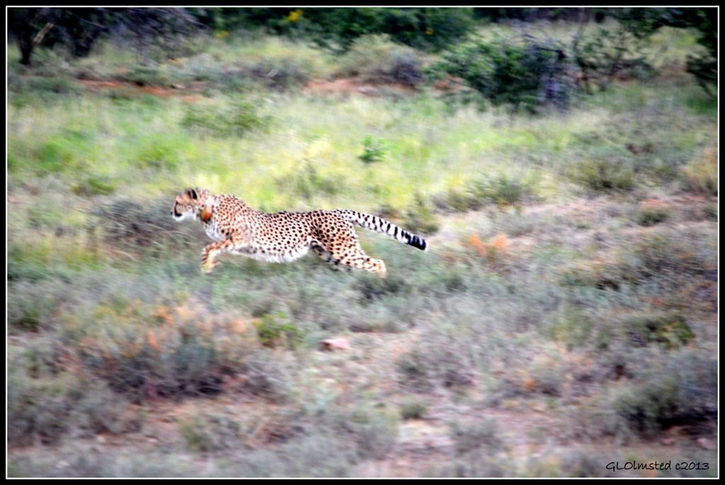 Cheetah Mountain Zebra National Park South Africa