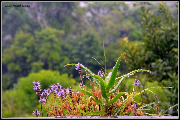 Raindrops on plants Wild Spirit Backpackers Lodge Nature's Valley South Africa