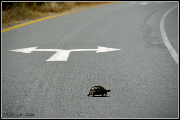 Angulate turtle by turn arrow West Coast National Park Langebaan South Africa