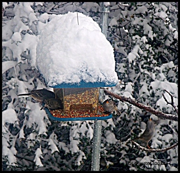 Sparrows on snow covered feeder Yarnell Arizona
