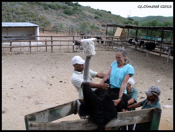 Gaelyn mounting ostrich in shute Cango Ostrich Farm R328 Oudtshoorn Little Karoo Western Cape South Africa