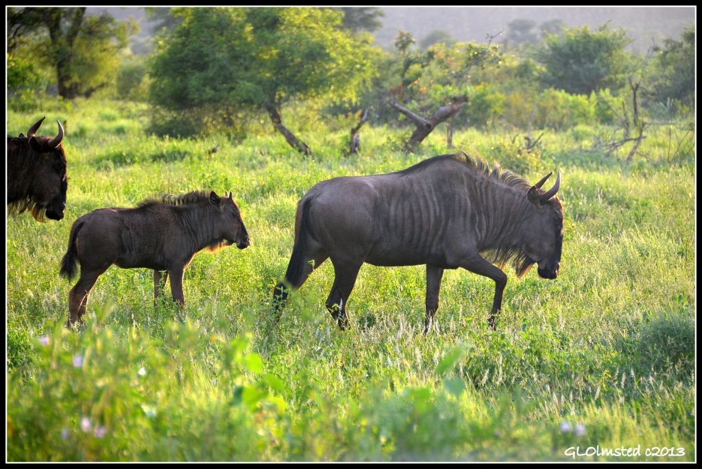 Blue Wildebeest Kruger National Park South Africa