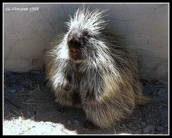 Spike the porcupine California Living Museum Bakersfield California