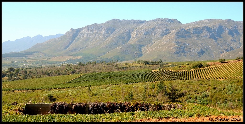 Vineyards & mts Stellenbosch South Africa