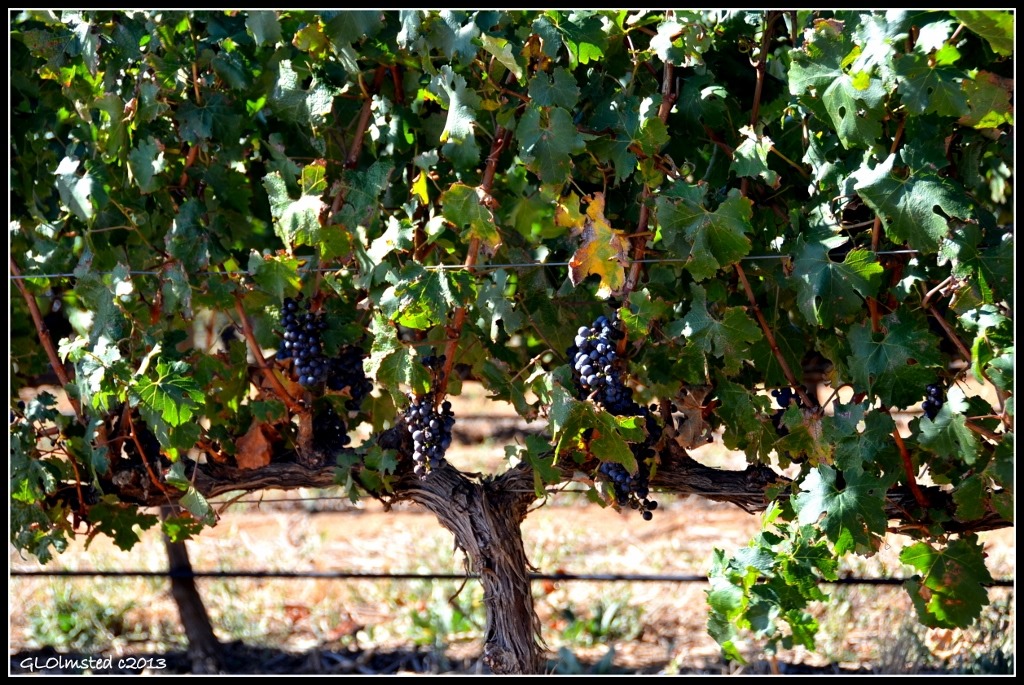 Grapes on the vine Stellenbosch South Africa