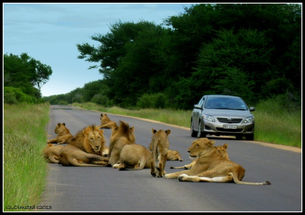 Lions Kruger National Park Mpumalanga South Africa