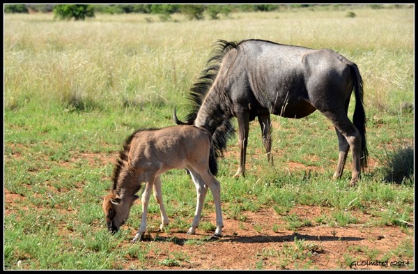 Blue wildebeests Pilansberg Game Reserve South Africa