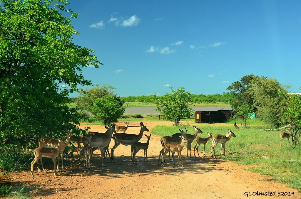 Impala Kruger National Park South Africa