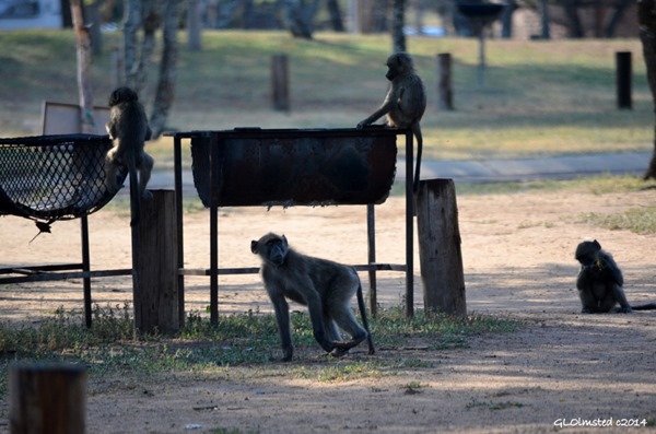 Baboons on grill Pilanesberg Game Reserve South Africa