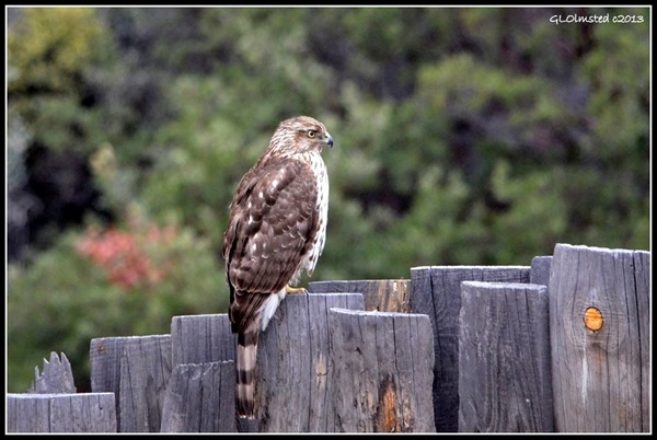 Immature Coopers Hawk on fence Yarnell Arizona